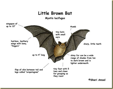 bat_little_brown_diagram