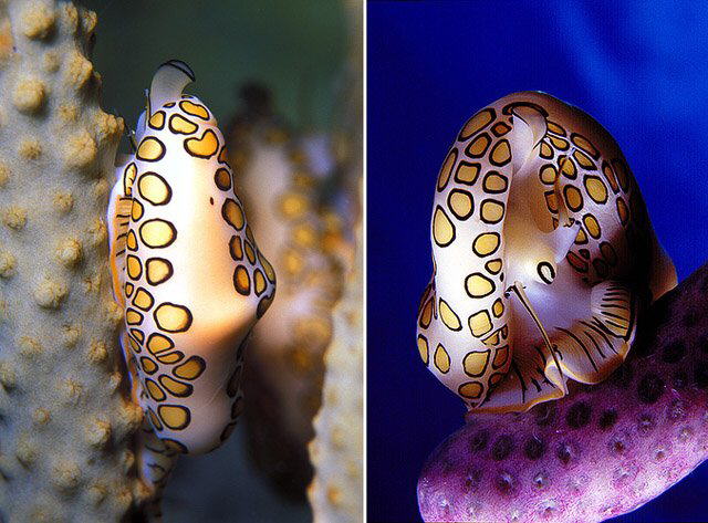 Strange Sea Creatures