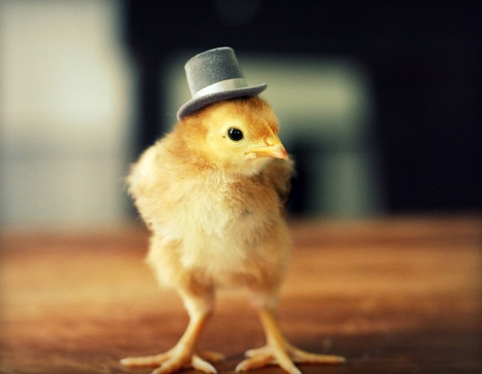 [chick-in-hats-2%255B2%255D.jpg]