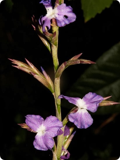 teyu cuare flor teyu cuare flor