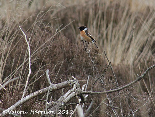 [39-stonechat%255B2%255D.jpg]