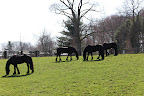 It looks like the horses are happy to have fresh new grass to eat.  They won't even look up.