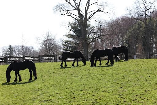 It looks like the horses are happy to have fresh new grass to eat.  They won't even look up.