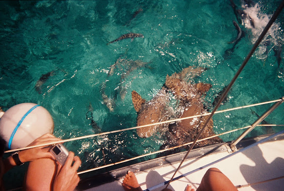 Sharks feeding