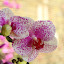 orchid_0067.JPG