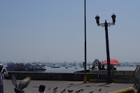 IMGP3223.JPG Photo