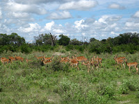 Impala - Okavango Delta