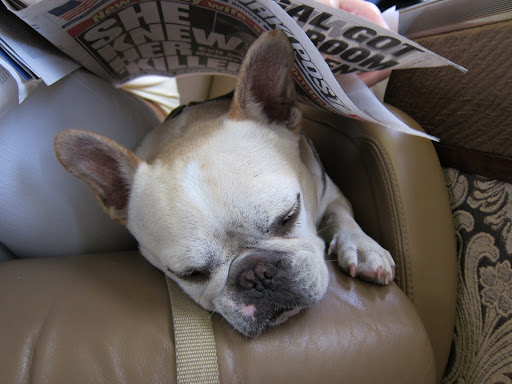 Sharkey's out like a light!