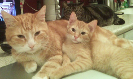 [animalsminime252.jpg]