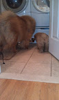 There are also other Chow Chows for me to socialize with at Karen's house, which also prepares me to be around all the other dogs at the show, both big and small! There are also other Chow Chows for me to socialize with at Karen's house, which also prepares me to be around all the other dogs at the show, both big and small!