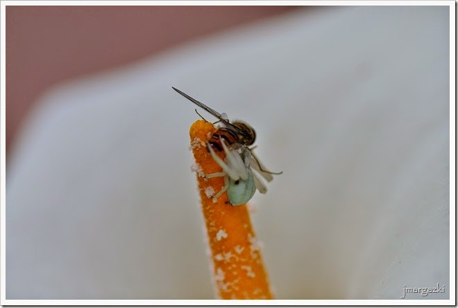 DSC_2437 DSC_2437