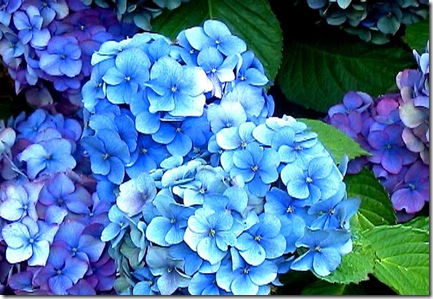 hydrangeas-large