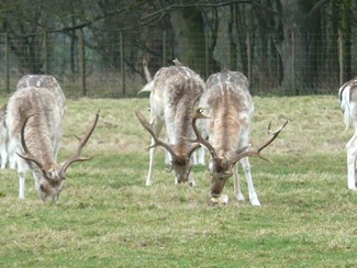 Attingham park