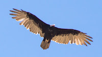 DSC04165.jpg
