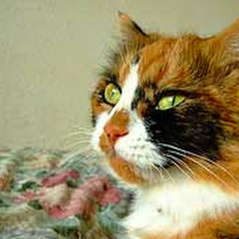 Dust Mite Extract Immunotherapy - Cure for Cat Allergy