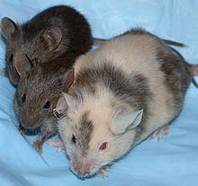 ChimericMouseWithPups.jpg