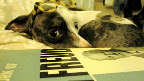 I even caught her reading some Freud. I even caught her reading some Freud.