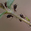aphids