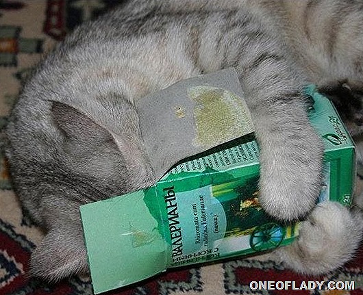 cat-valeryanka-1