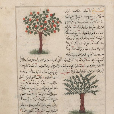 Folio from Aja'ib al-makhluqat (Wonders of Creation) by al-Qazvini; recto: Apple Tree (Tuffah), Cone-Bearing Fir (Tannub); verso: Mulberry Tree (Tut), Fig Tree | Origin: Iraq or Eastern Turkey | Period: early 15th century Muhammad al-Qazwini (b. Zakariya) c. 1203-1283), | Details: Not Available | Type: Opaque watercolor, ink and gold on paper | Size: H: 32.7 W: 22.4 cm | Museum Code: F1954.74 | Photograph and description taken from Freer and the Sackler (Smithsonian) Museums. 954d8114b9d64215b7b7f047d1357b42.jpg