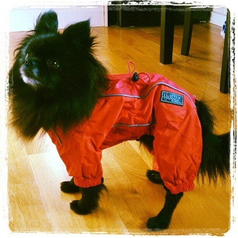 [hurricane-sandy-dogs-29%255B2%255D.jpg]