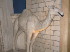 Camel.