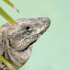 Iguana - México Iguana - México
