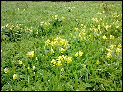 1 Cowslips in Nature park