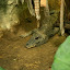 West African Dwarf Crocodile: Grows up to 1.6m and tends to be solitary outside the mating season. Females build a nest mound from rotting vegetation and lay around 10 eggs. Hatchlings emerge after 85-105 days and are guarded by the female. Nobody knows how many exist in the wild but they are threatened with extinction due to hunting and habitat loss.