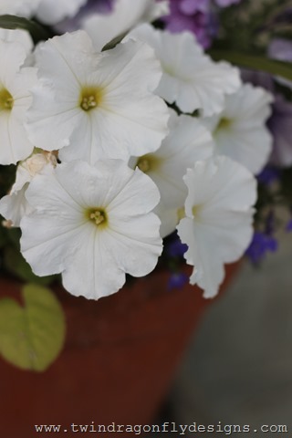 [Planting%2520Annuals%2520%252813%2529%255B3%255D.jpg]
