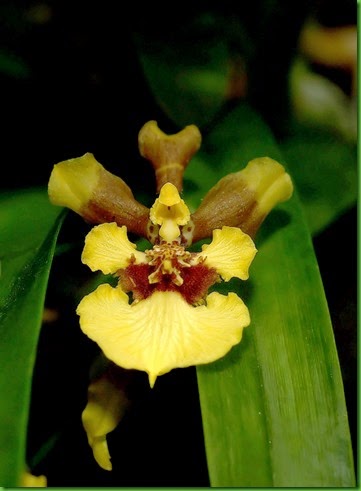 OR Gomesa_longipes OR Gomesa_longipes