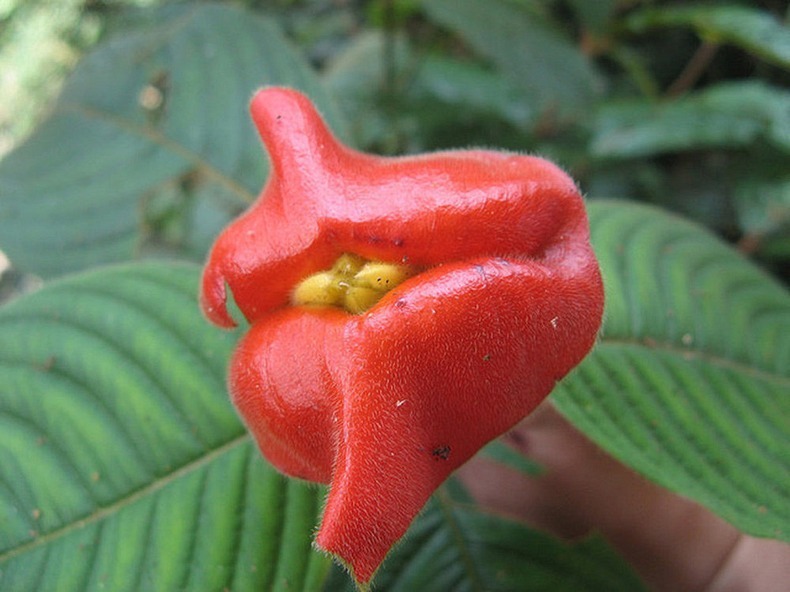 Растение горячие губы