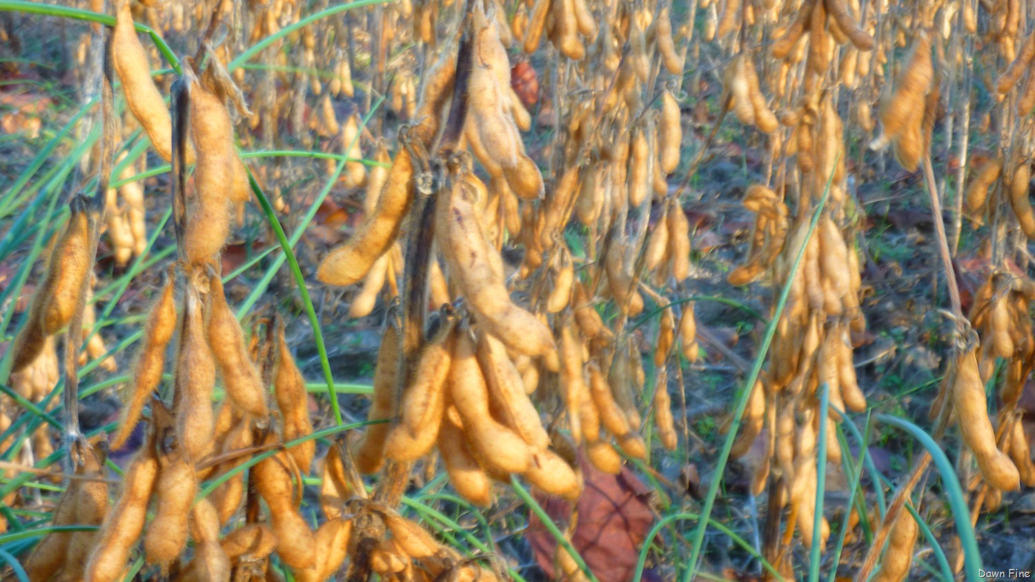 [bonnies%2520pond%2520and%2520soy%2520field_012%255B8%255D.jpg]