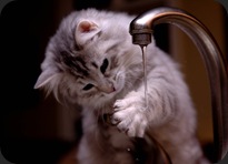 Kitten_and_Faucet_no__3_by_Mischi3vo