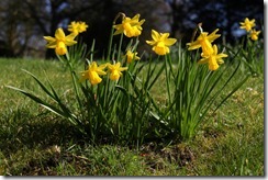 EWG 20.3.12 (25) Narcissus 'Tete a Tete' EWG 20.3.12 (25) Narcissus 'Tete a Tete'