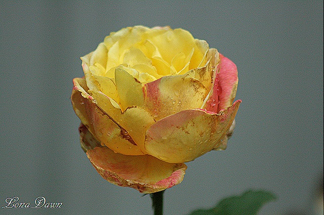 [Rose_RomaBella2%255B9%255D.jpg]