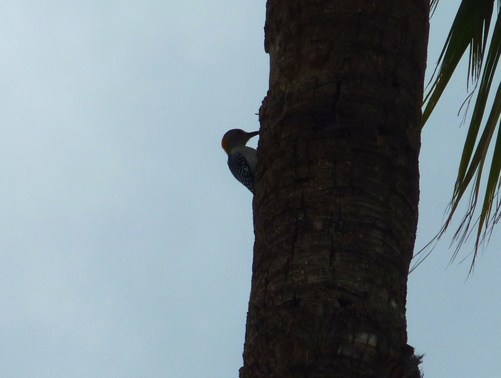 [Golden%2520Fronted%2520Woodpecker%2520Mission%252C%2520Texas%255B4%255D.jpg]