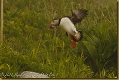 Puffin LandingMSB_7956 NIKON D300S July 03, 2011