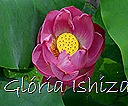Glória Ishizaka - Flor de Lótus -  Kyoto Botanical Garden 2012 - 11