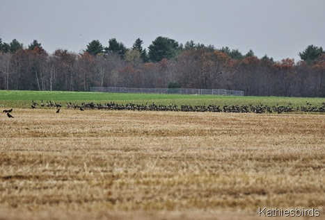 9. more geese and crows-kab