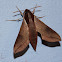 Vine Hawk Moth