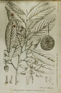 [Fissistigma%2520verrucosum%255B3%255D.jpg]