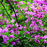 Colorful Plants At The Botanic Garden - Roseau, Dominica
