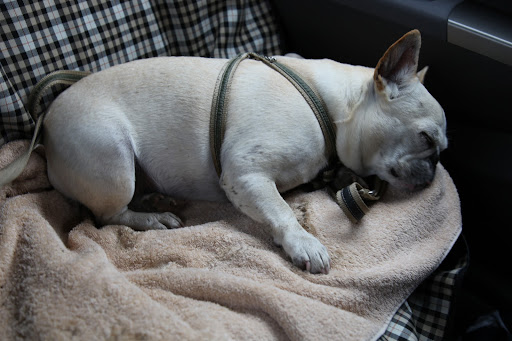 Every time we are in the car, Sharkey immediately falls asleep!  She says she finds the motion to be soothing.