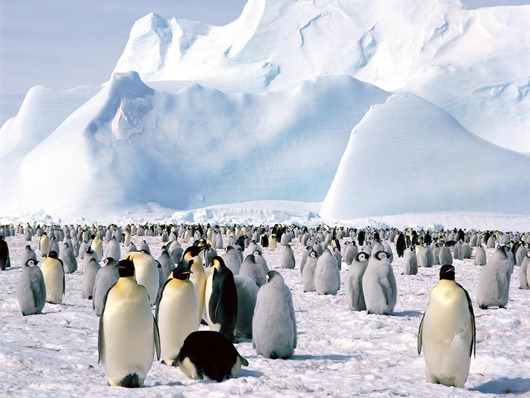 Antarktida4