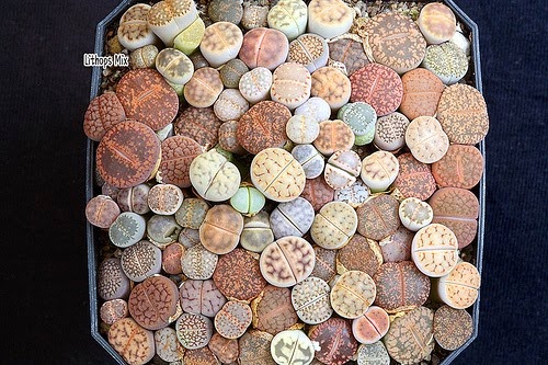 [Lithops%2520Mix%255B3%255D.jpg]
