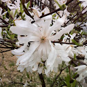 magnolia
