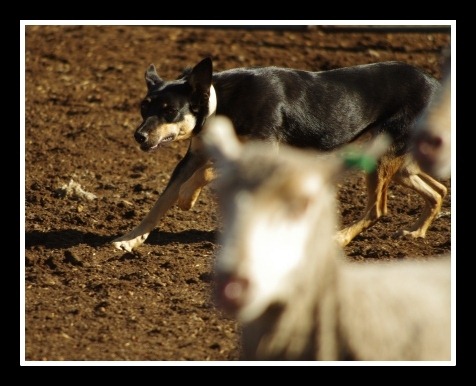[dog%25202%2520w%255B7%255D.jpg]