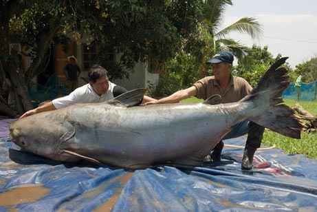 [catfish1%255B2%255D.jpg]