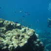  Scuba Dive Buck Island Reef